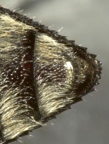 Media type: image;   Entomology 2733 Aspect: anal sclerite
